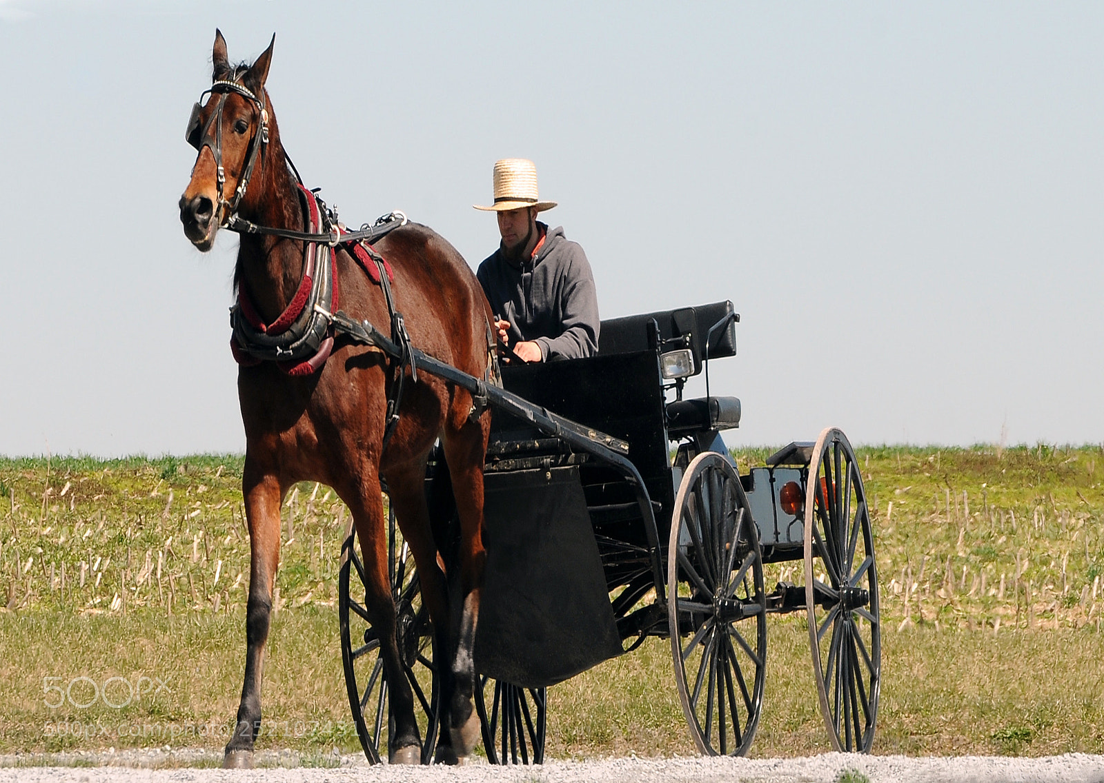 Nikon D300 sample photo. Amish wagon photography
