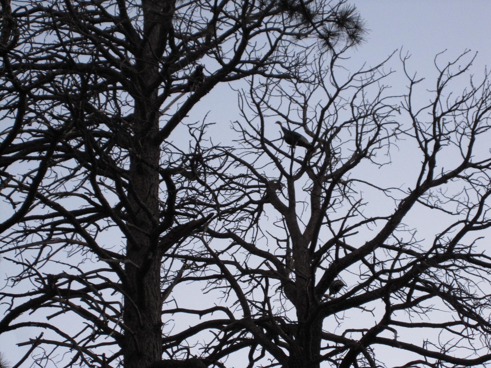 Canon PowerShot SD780 IS (Digital IXUS 100 IS / IXY Digital 210 IS) sample photo. Roosting photography