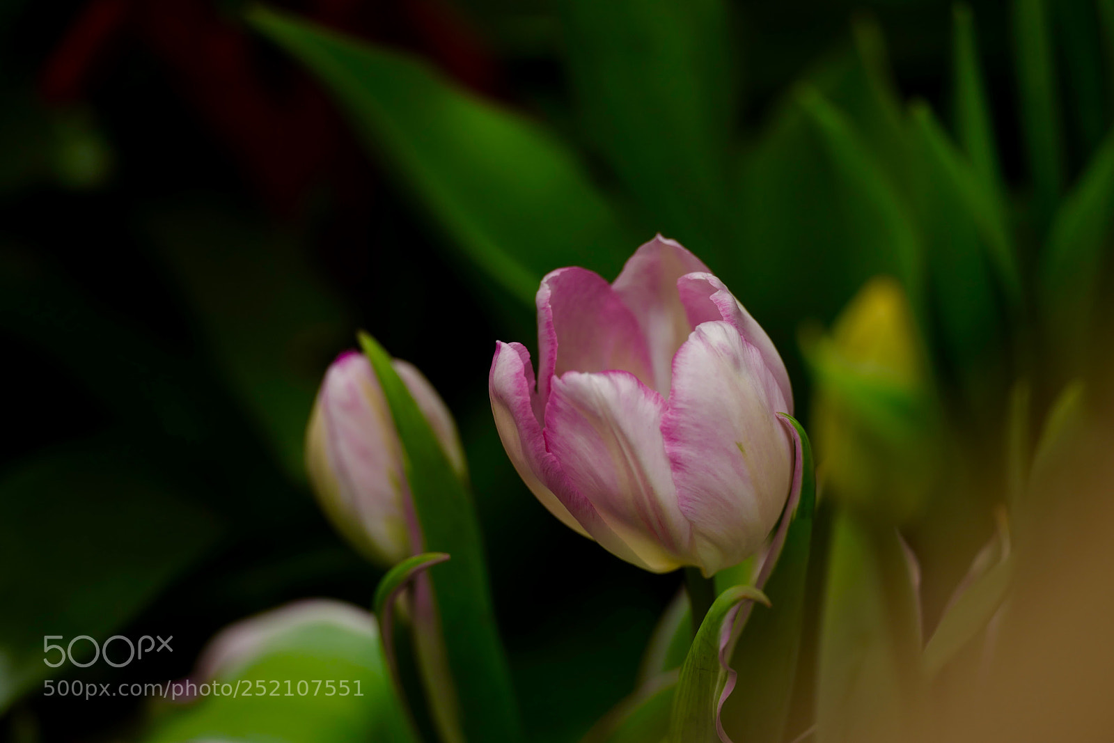Leica SL (Typ 601) sample photo. Untitled photography