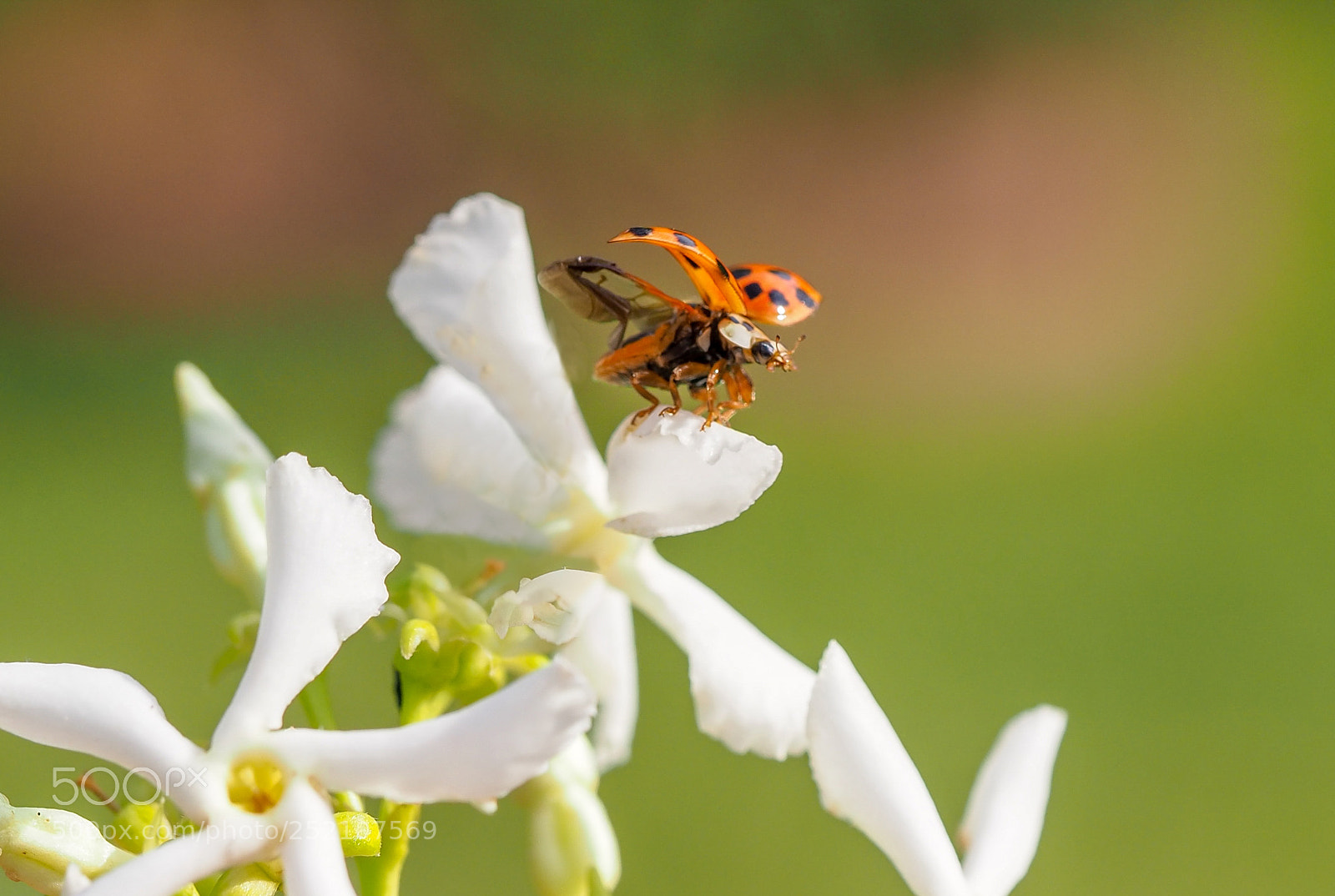 Olympus OM-D E-M1 Mark II sample photo. Ladybug on the jasmine photography