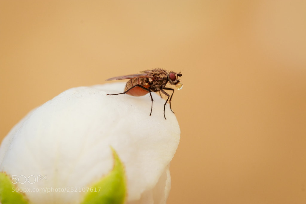 Canon EOS 70D sample photo. Drinking photography