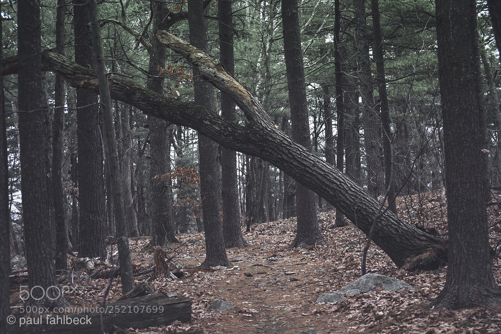 Nikon D7200 sample photo. Trees photography