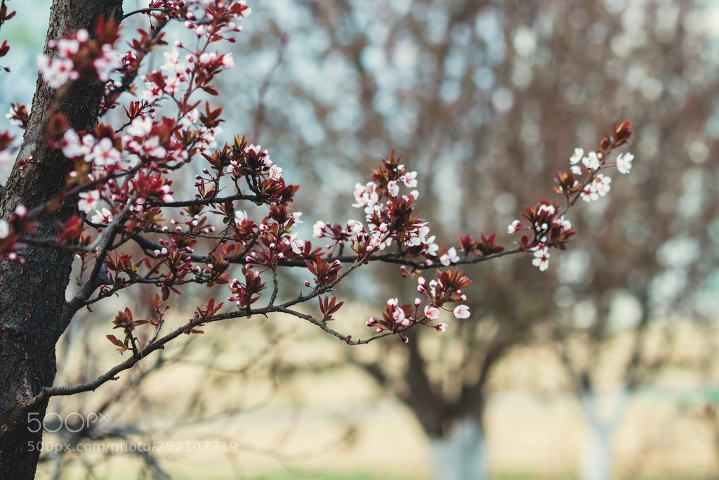 Canon EOS 70D sample photo. Spring photography