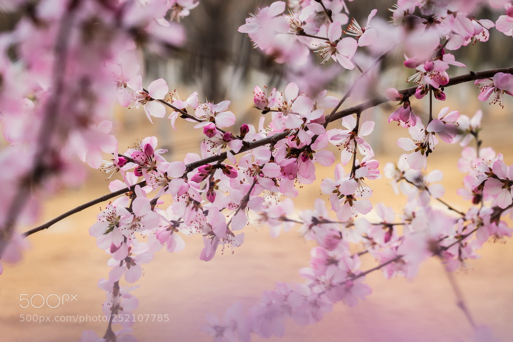 Canon EOS 70D sample photo. Purple spring photography