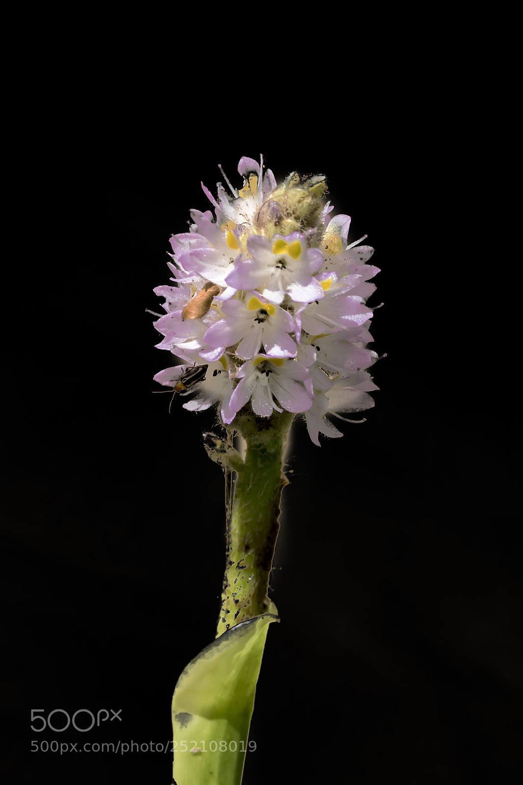 Nikon D500 sample photo. Beautiful aquatic flower photography