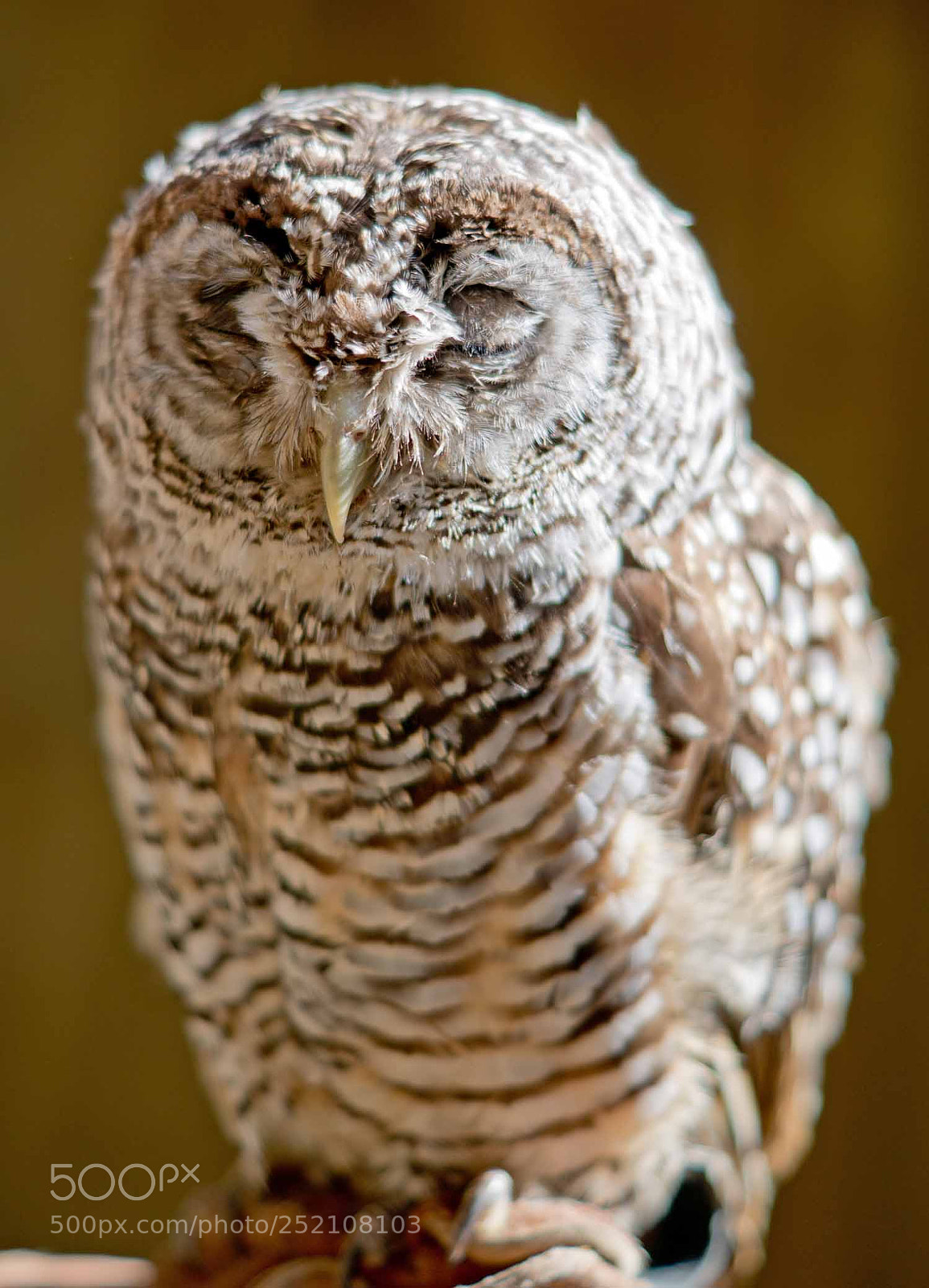 Sony ILCA-77M2 sample photo. Sleeping owl photography
