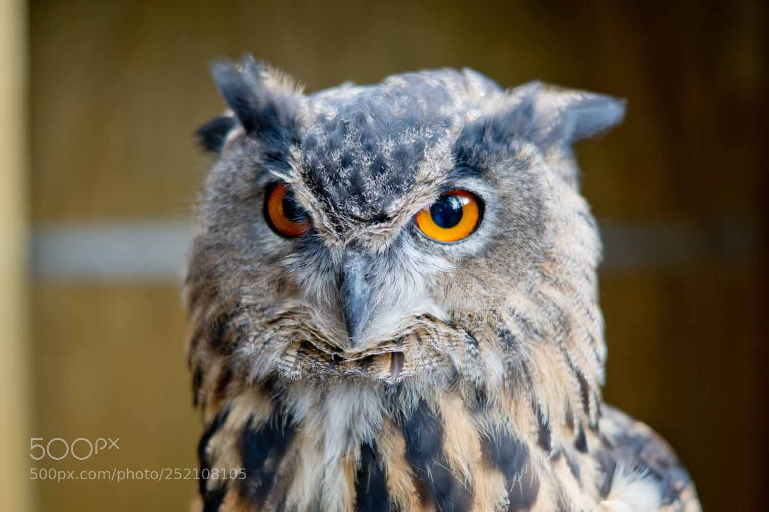 Sony ILCA-77M2 sample photo. Owl photography