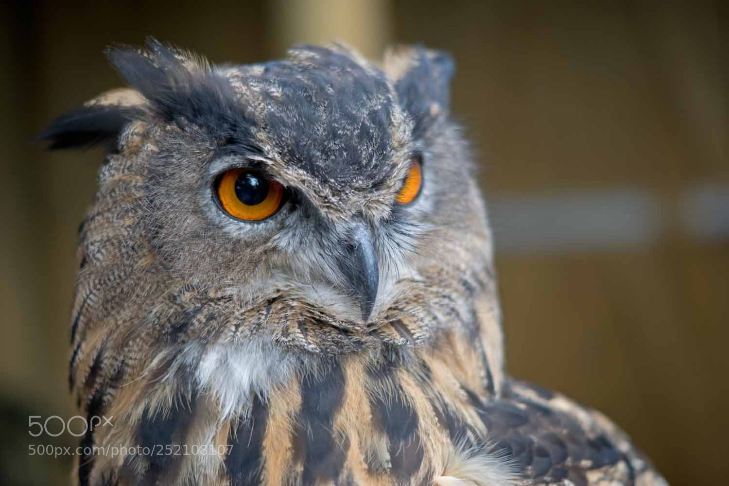 Sony ILCA-77M2 sample photo. Owl photography
