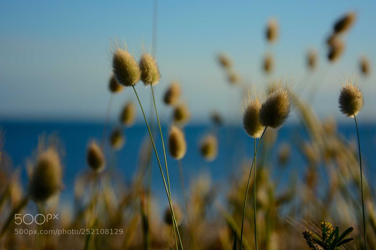 Nikon D5200 sample photo. Flowers at the beach photography