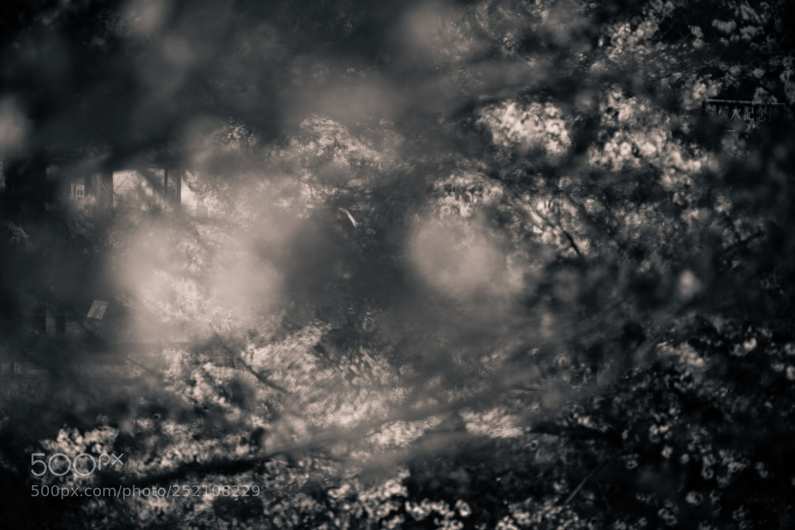 Canon EOS 5D Mark II sample photo. Cherry blossom in a photography