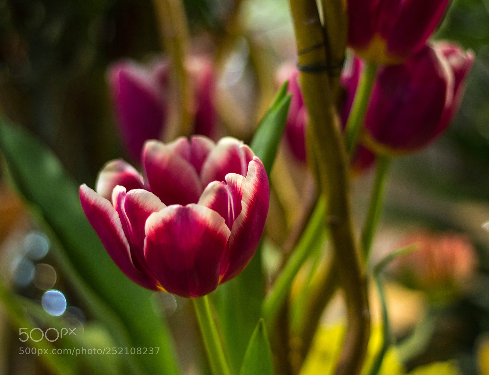 Canon EOS 600D (Rebel EOS T3i / EOS Kiss X5) sample photo. Tulips in the market photography