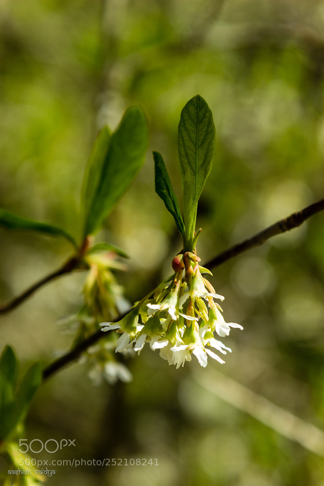 Canon EOS 600D (Rebel EOS T3i / EOS Kiss X5) sample photo. Indian plum photography