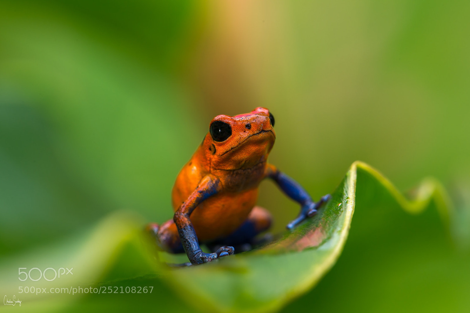 Nikon D4 sample photo. Strawberry poison frog photography