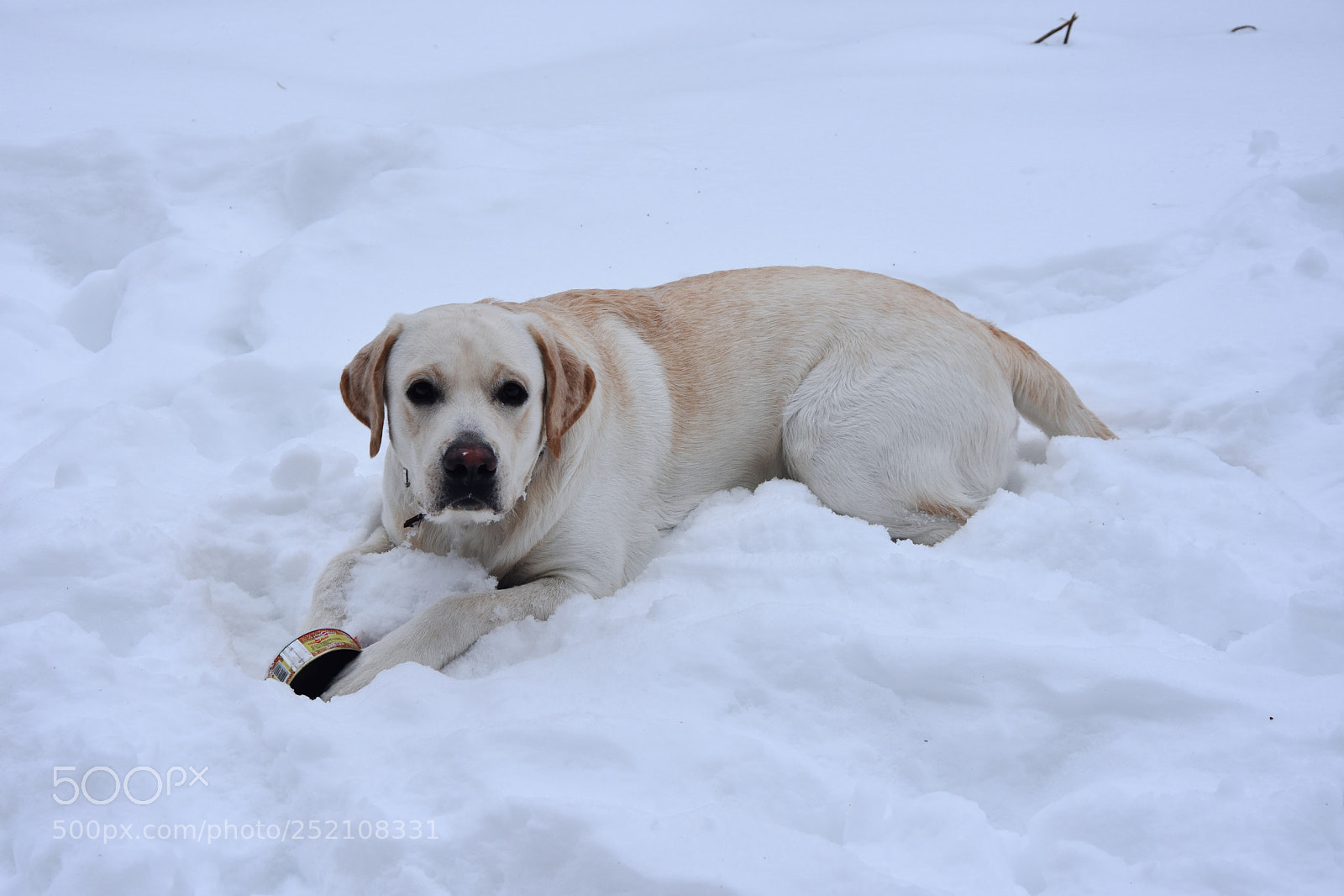 Nikon D7200 sample photo. Snowy doggy photography