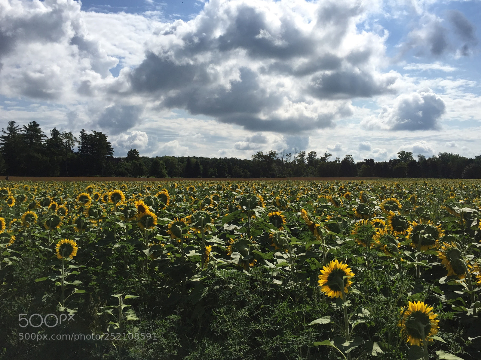 Apple iPhone 6 sample photo. Sunflowers photography