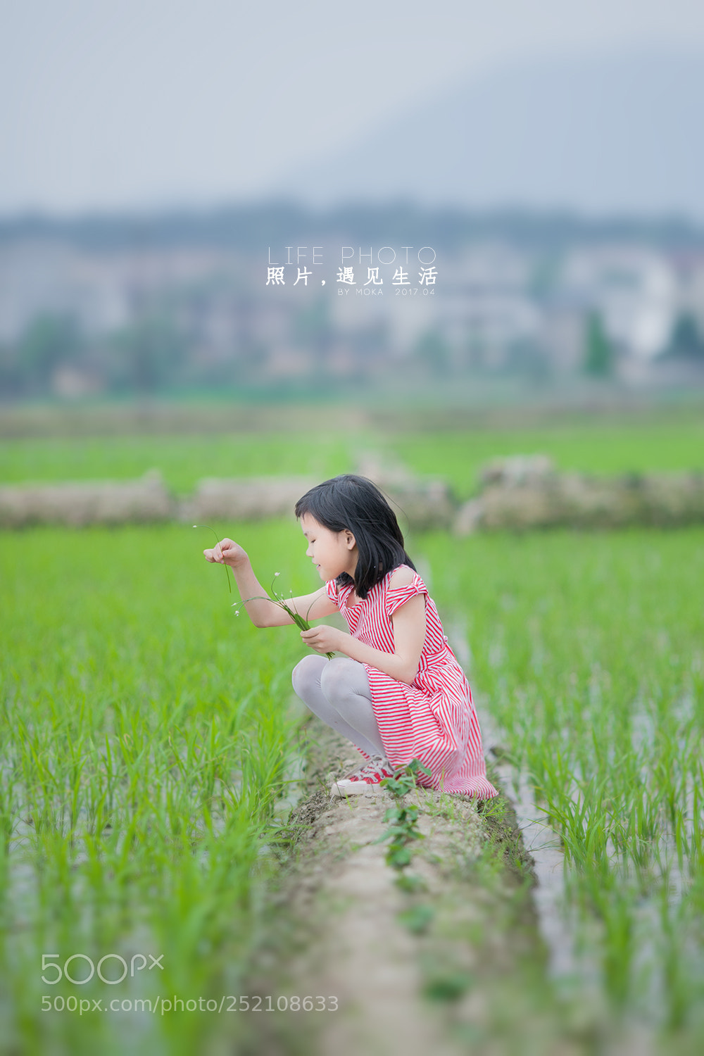 Canon EOS-1Ds Mark III sample photo. 又是一年插秧季 photography