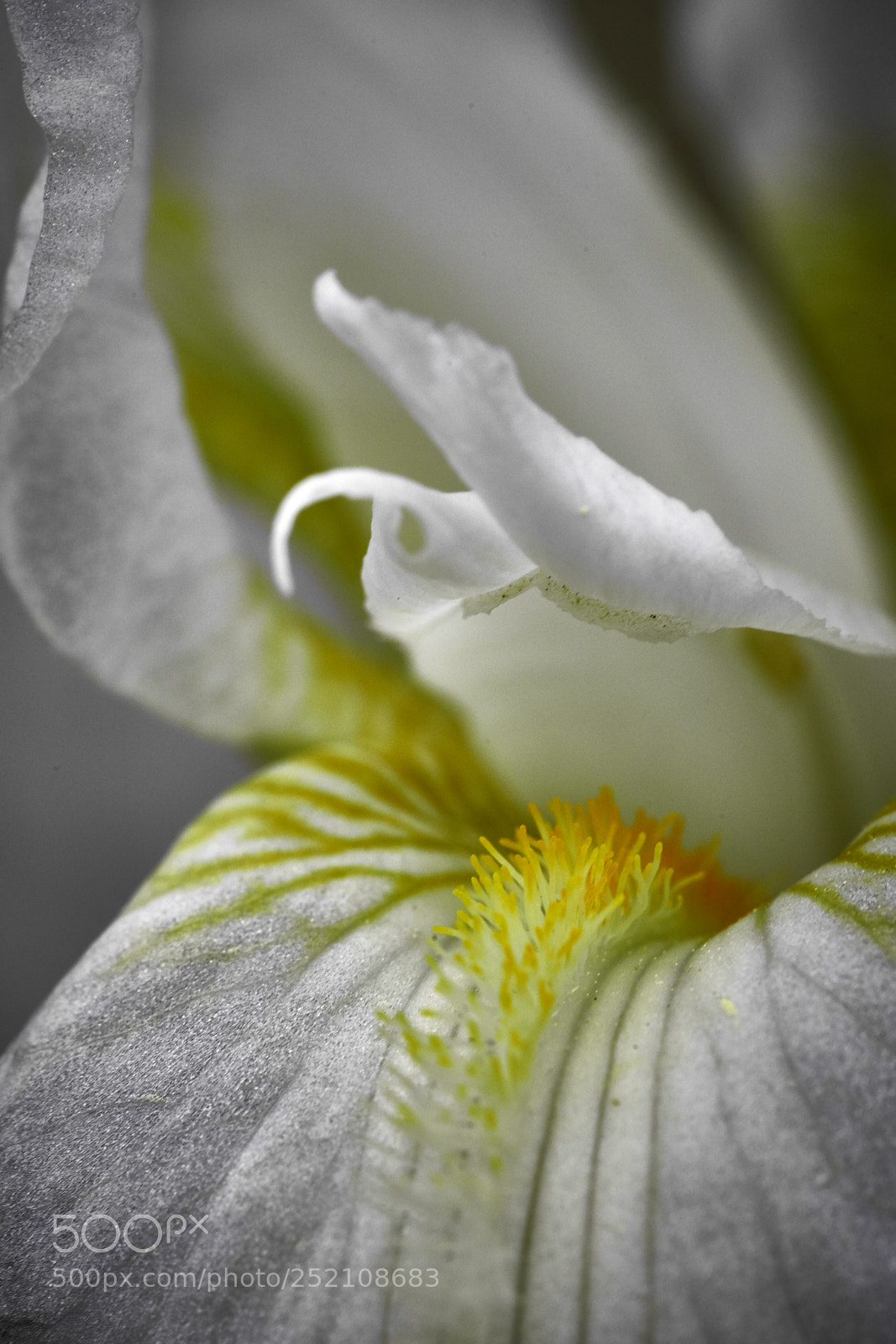 Sony a7 II sample photo. Iris photography