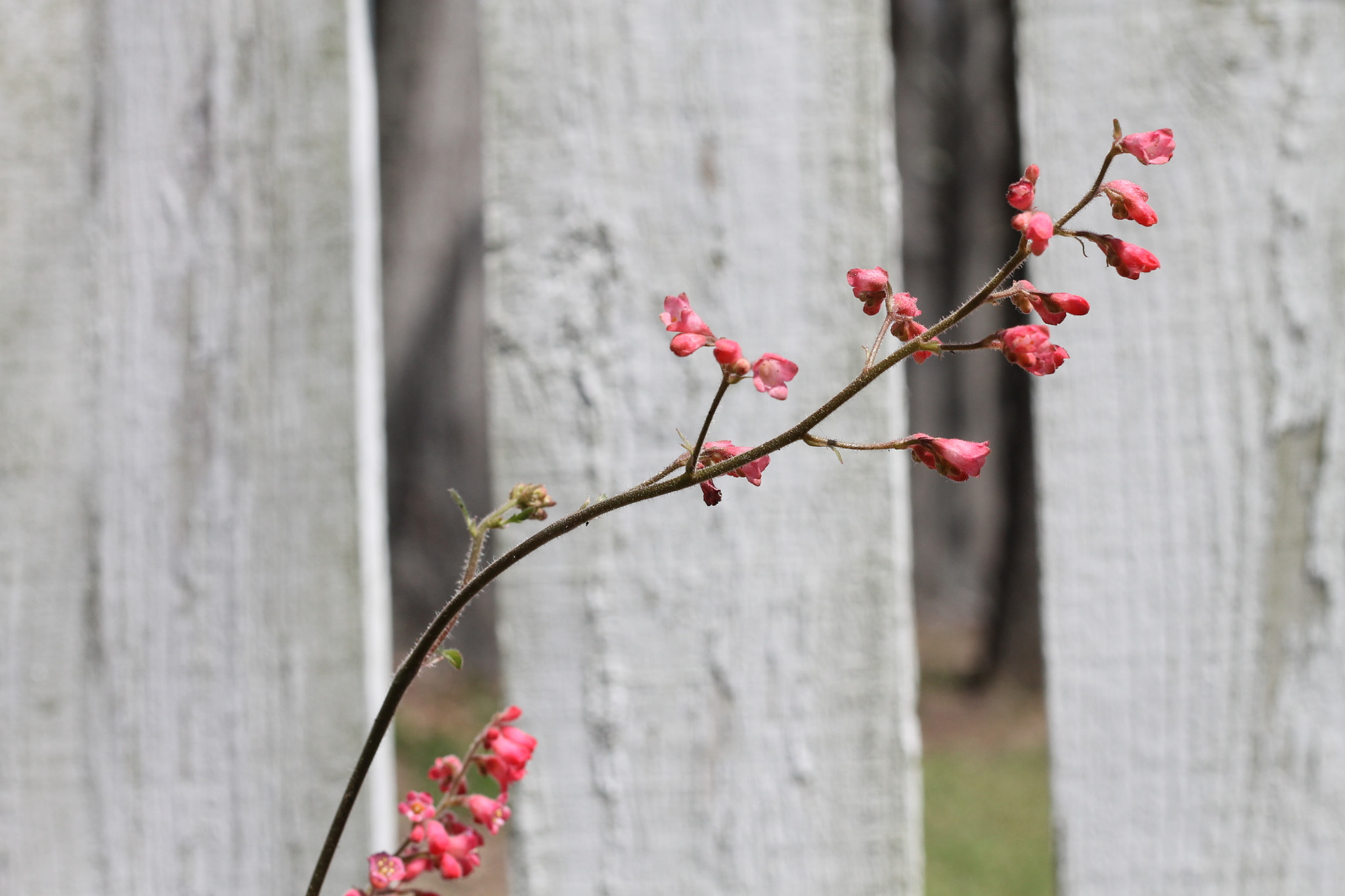 Canon EOS 1100D (EOS Rebel T3 / EOS Kiss X50) sample photo. Spring photography