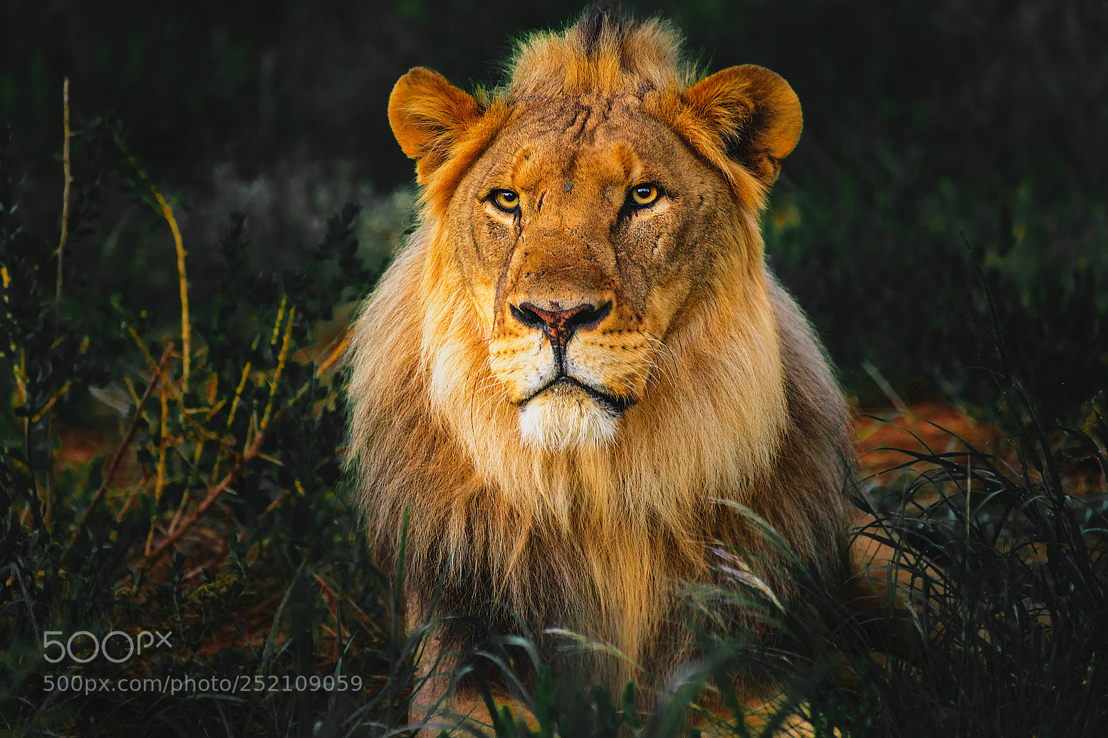 Nikon D800 sample photo. African lion photography