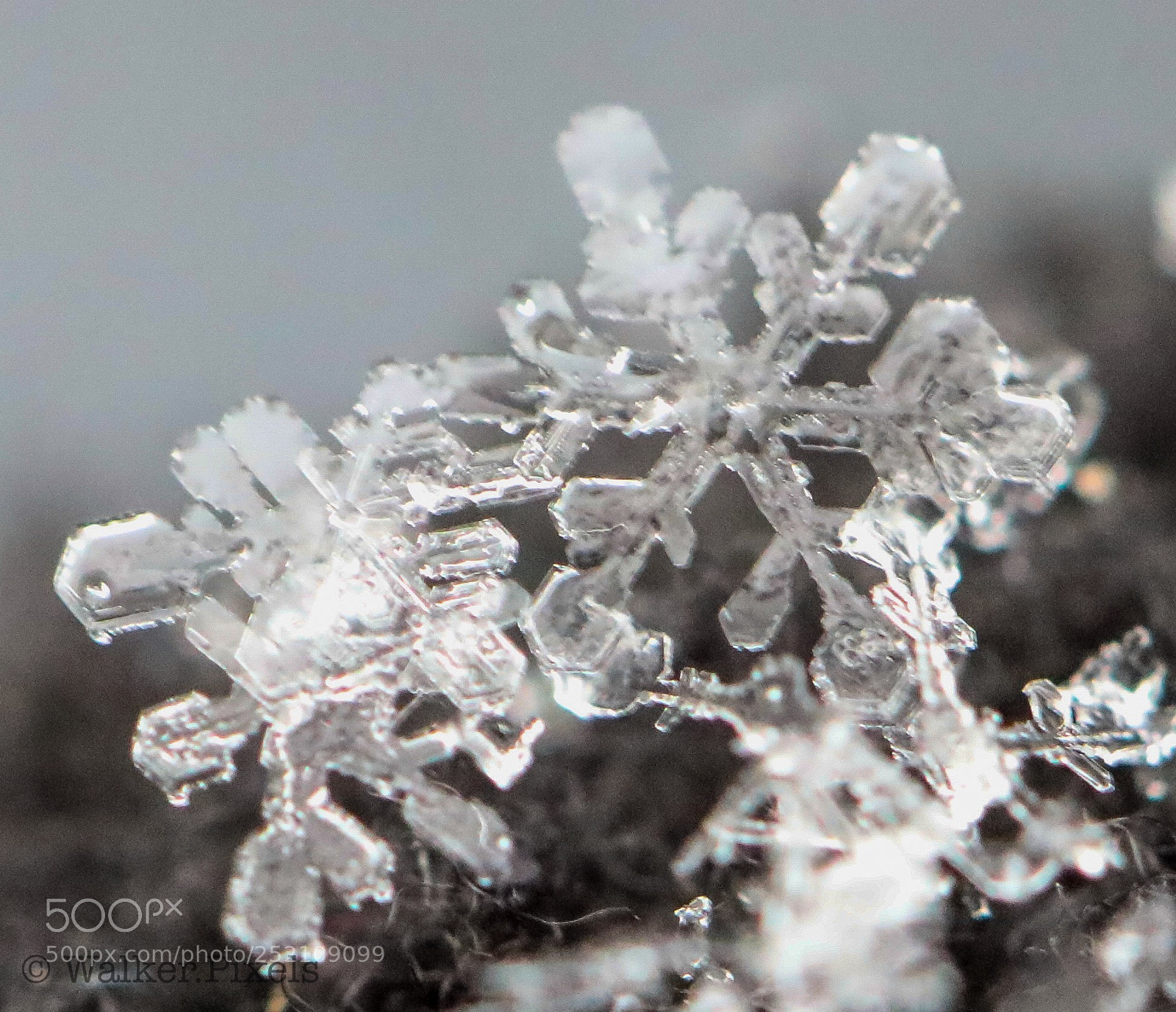 Canon EOS 5D Mark IV sample photo. Snowflakes up close and photography