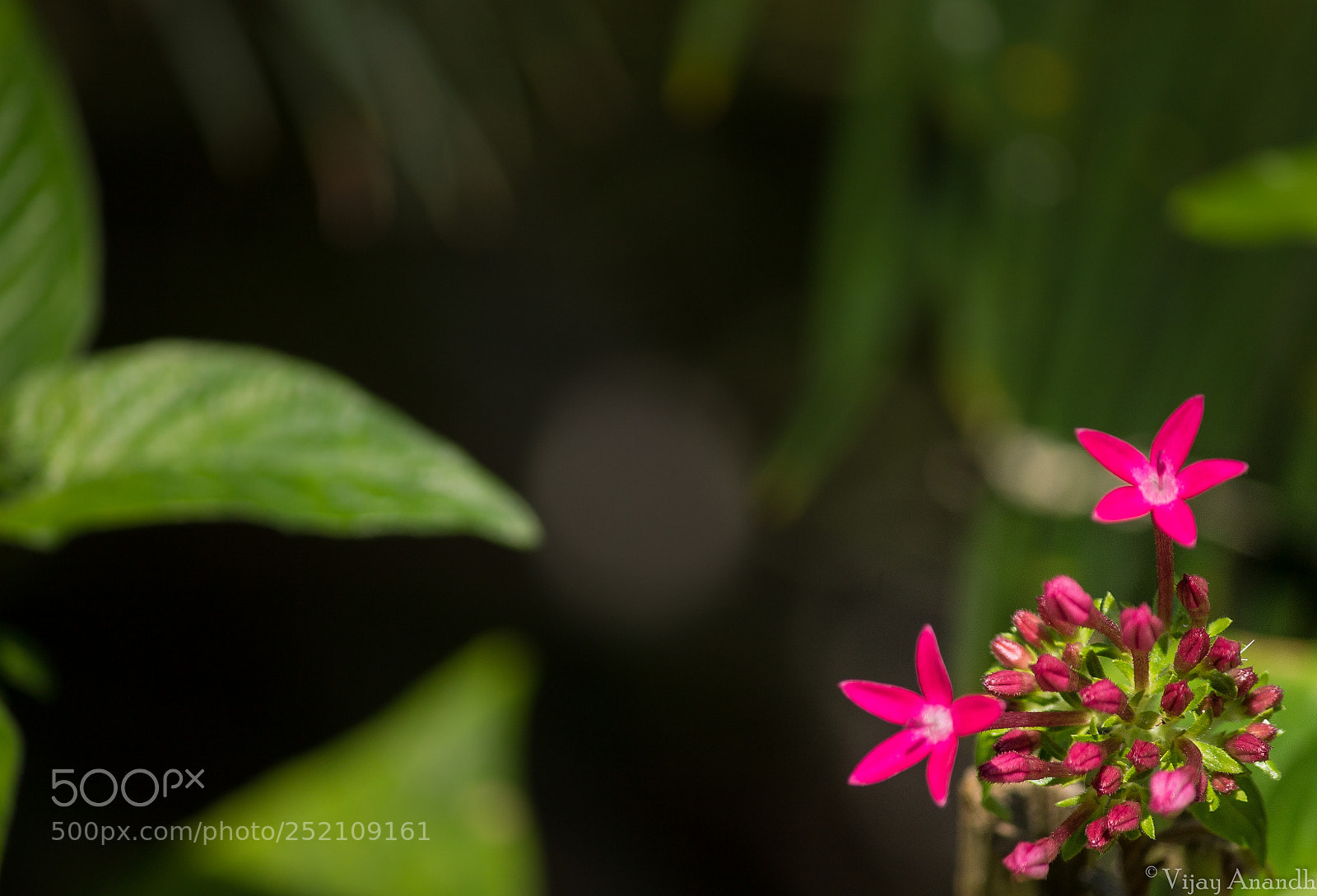 Canon EOS 1100D (EOS Rebel T3 / EOS Kiss X50) sample photo. Pink dwarf ixora photography