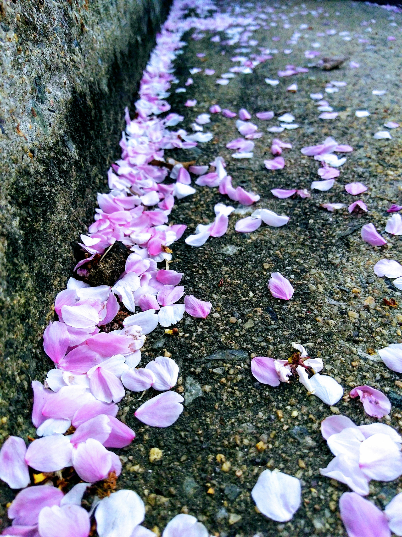 Motorola Moto G4 Play sample photo. Fallen petals photography