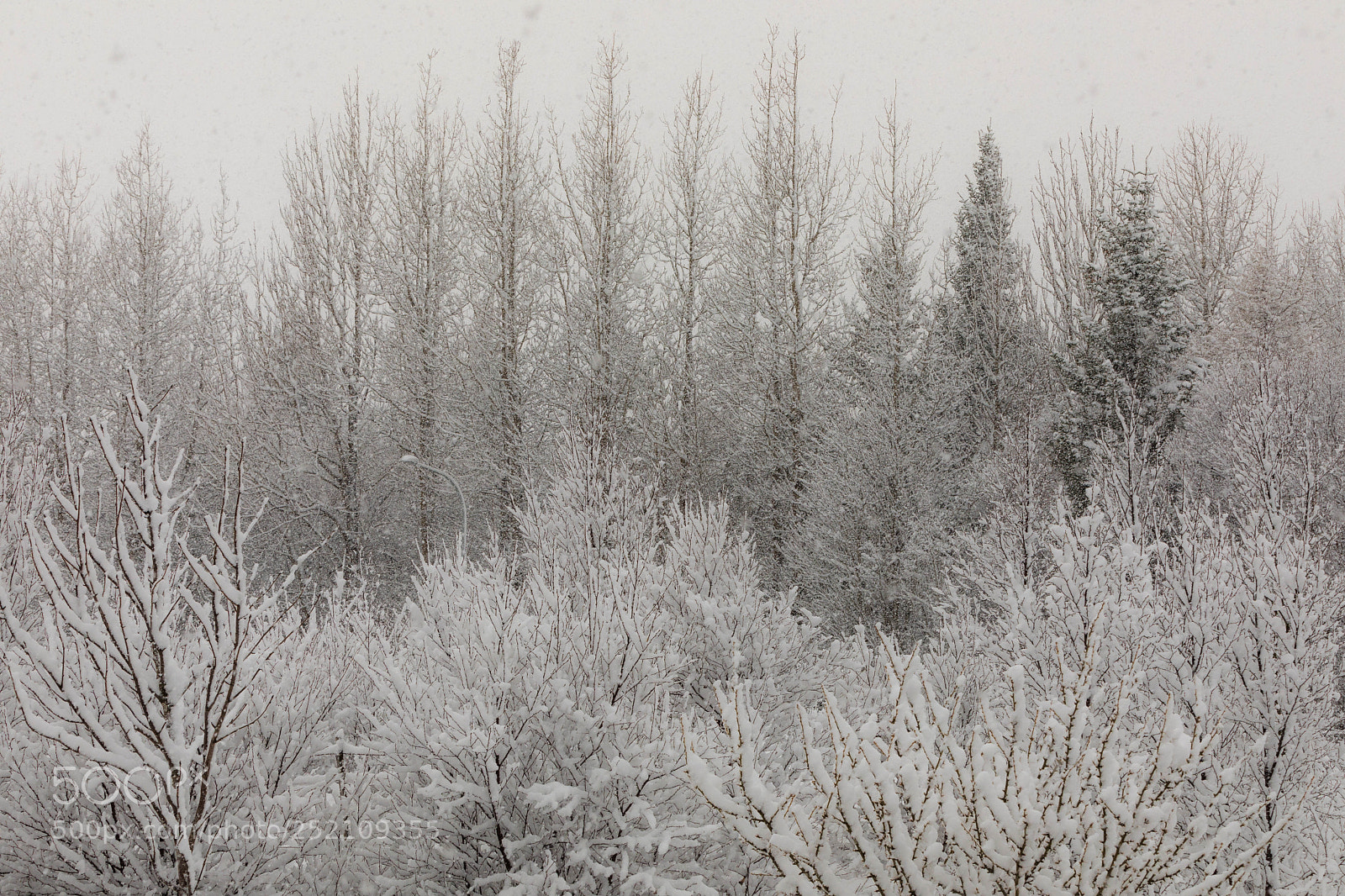 Canon EOS 5D Mark IV sample photo. Snow in april 2 photography