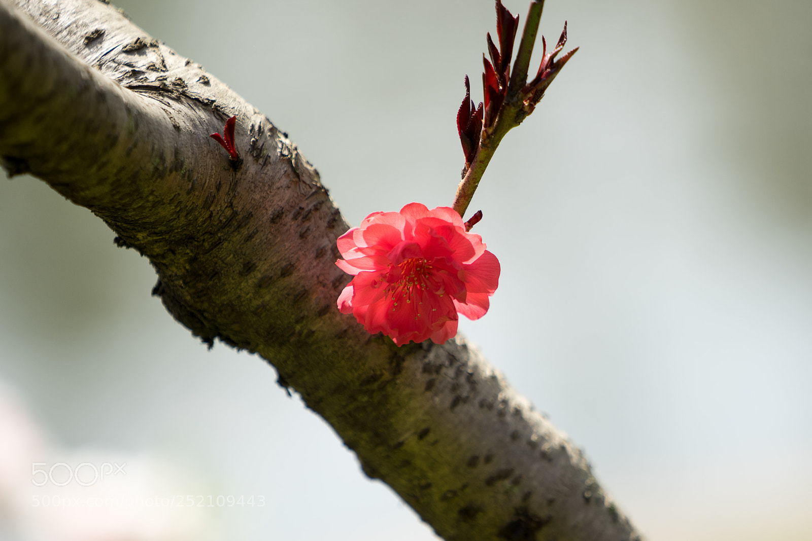 Sony a7 sample photo. Blossoming lonely photography
