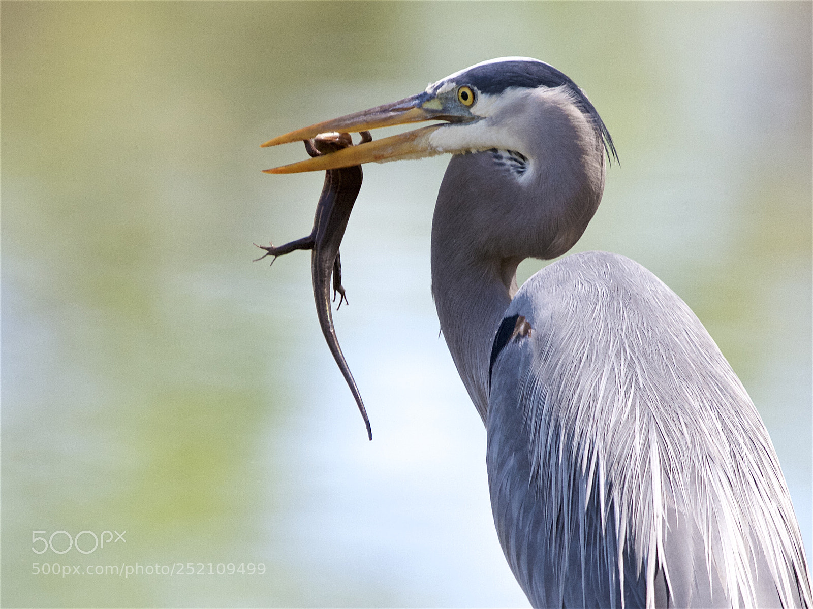 Canon EOS 7D sample photo. A blue heron with photography