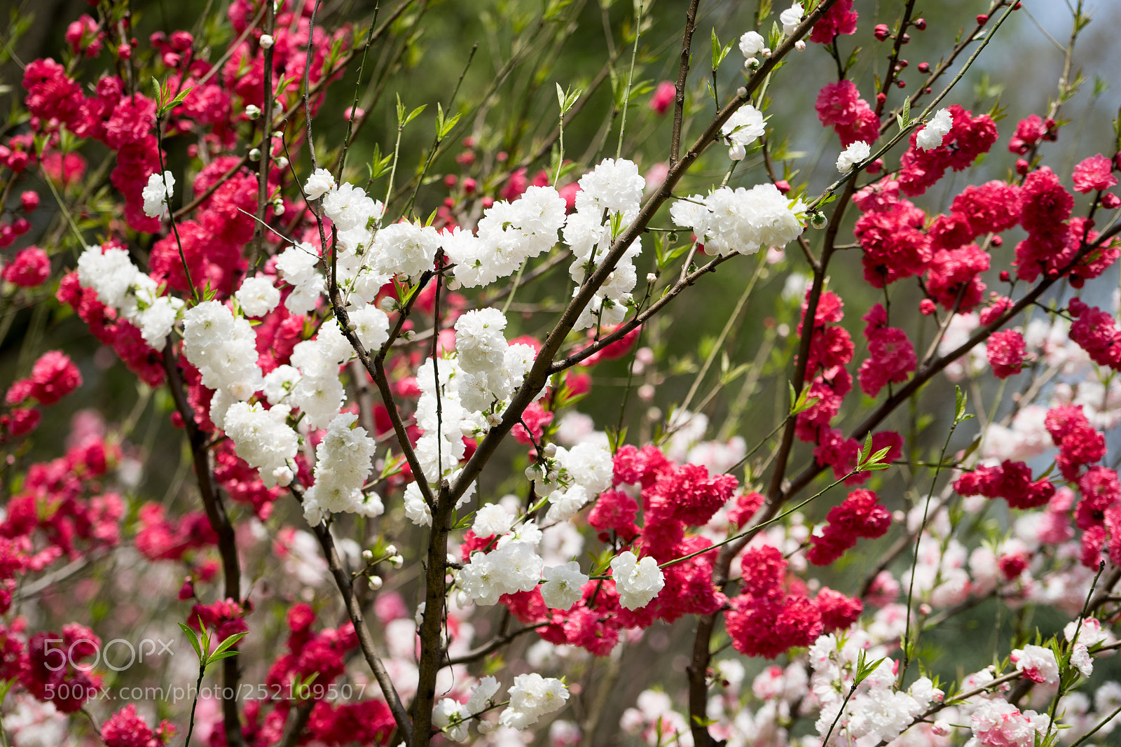 Sony a7 sample photo. White pink red photography