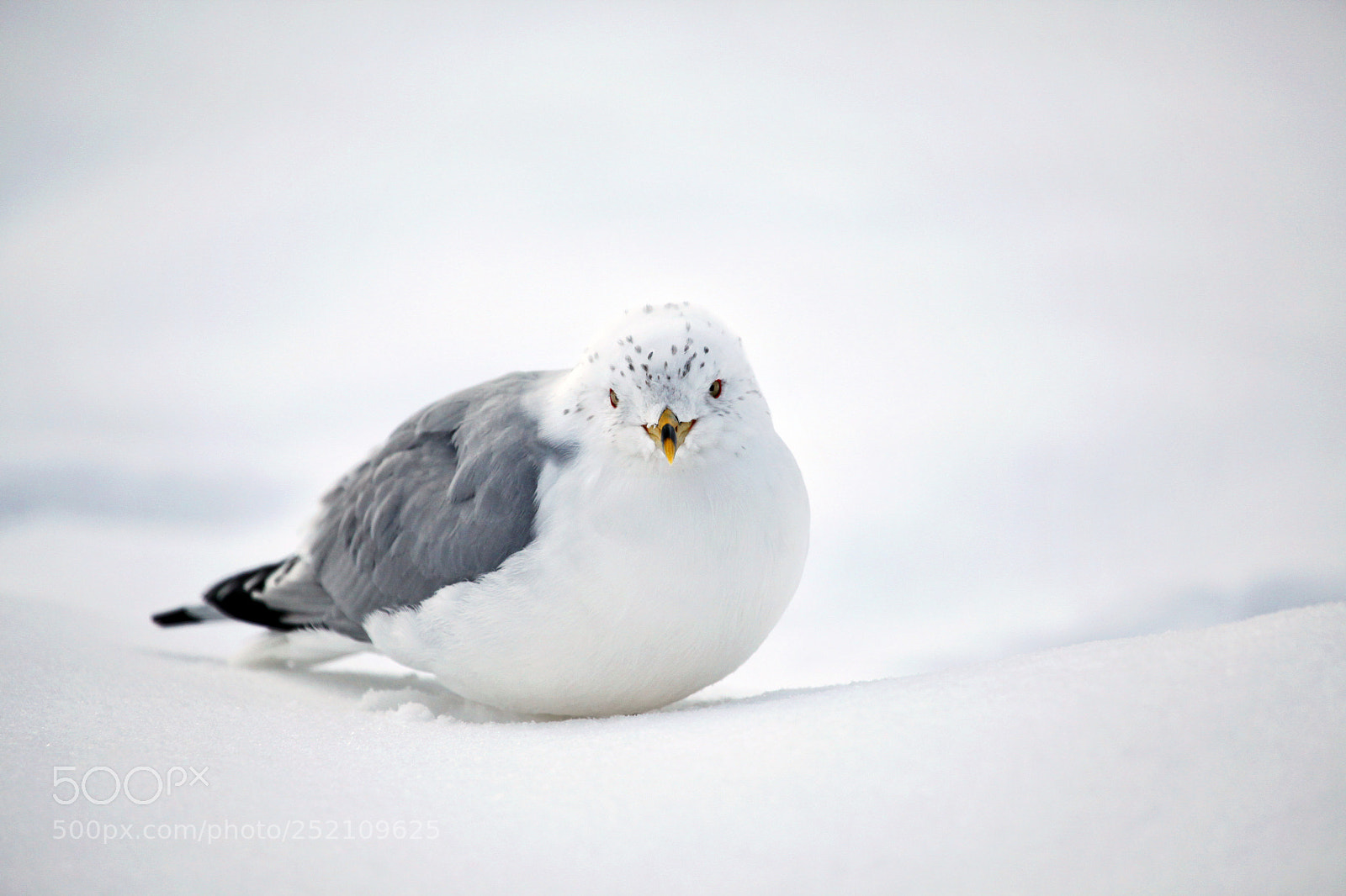 Canon EOS 5D Mark II sample photo. Snow gull photography