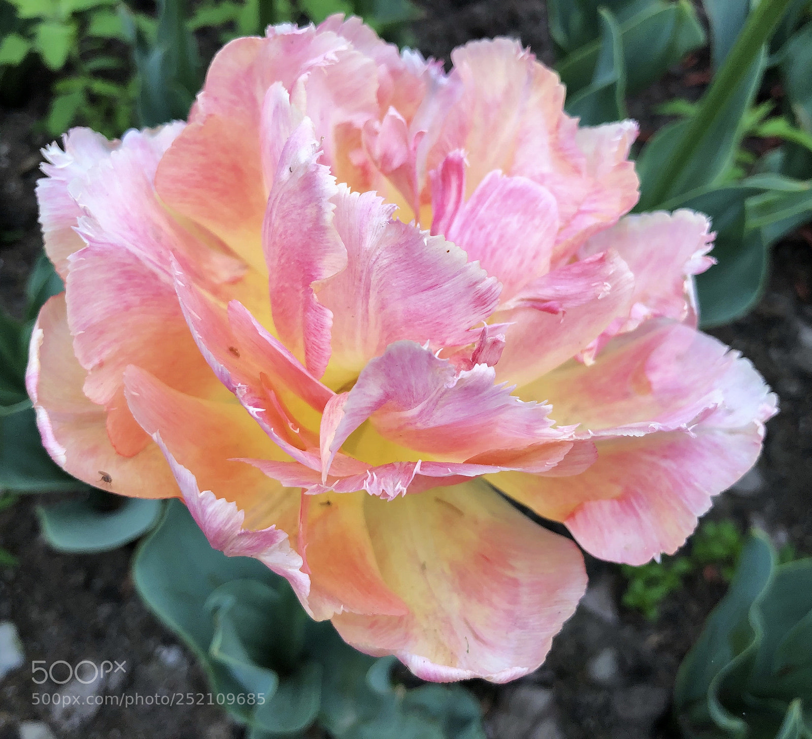 Apple iPhone X sample photo. 粉黛郁金香 photography