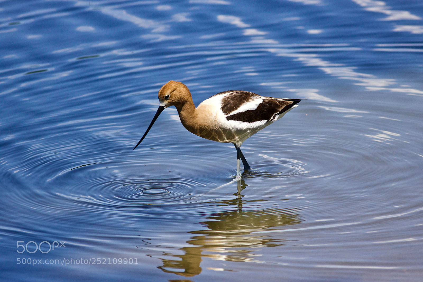 Canon EOS 760D (EOS Rebel T6s / EOS 8000D) sample photo. American avocet photography