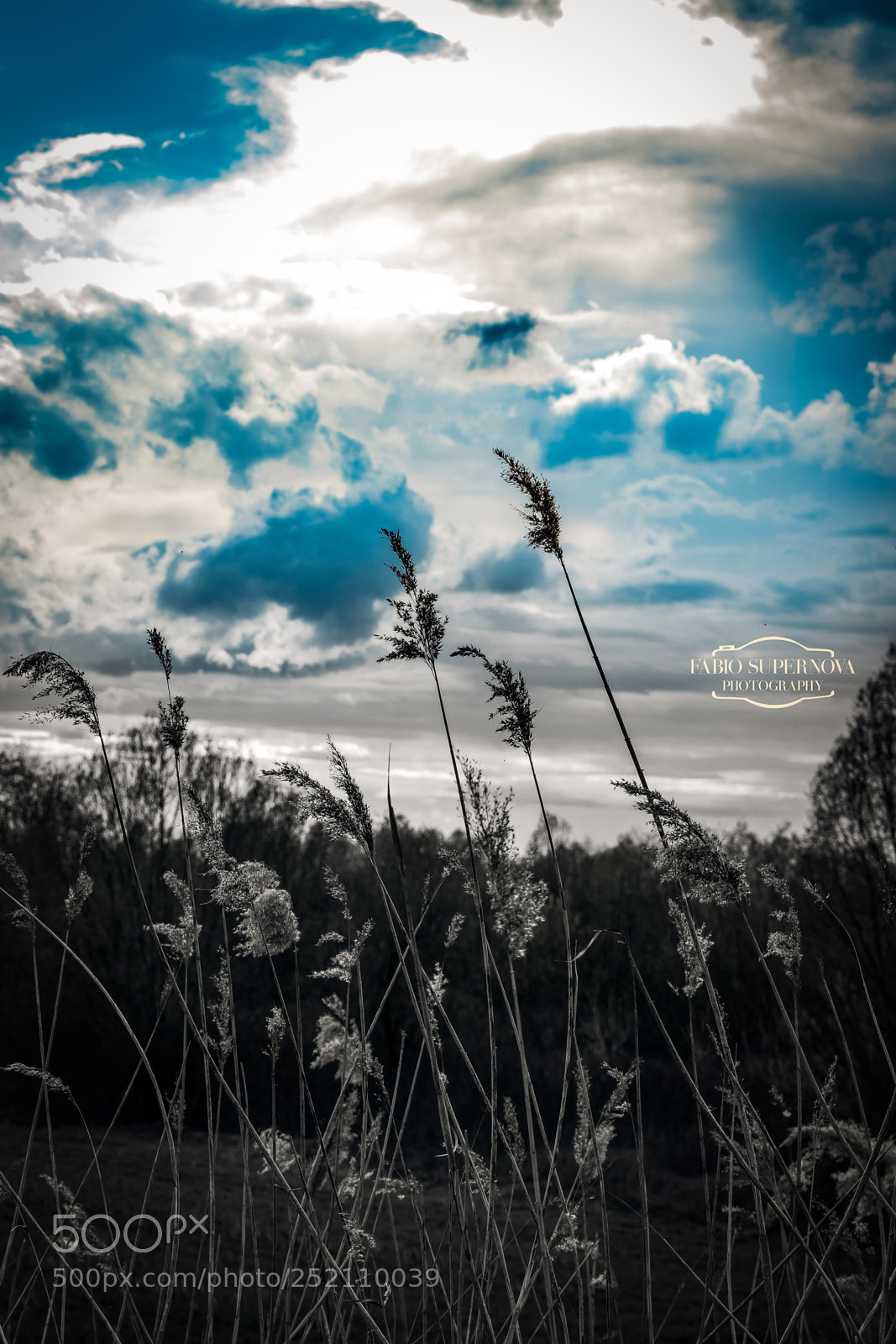 Canon EOS 80D sample photo. Brushwood photography