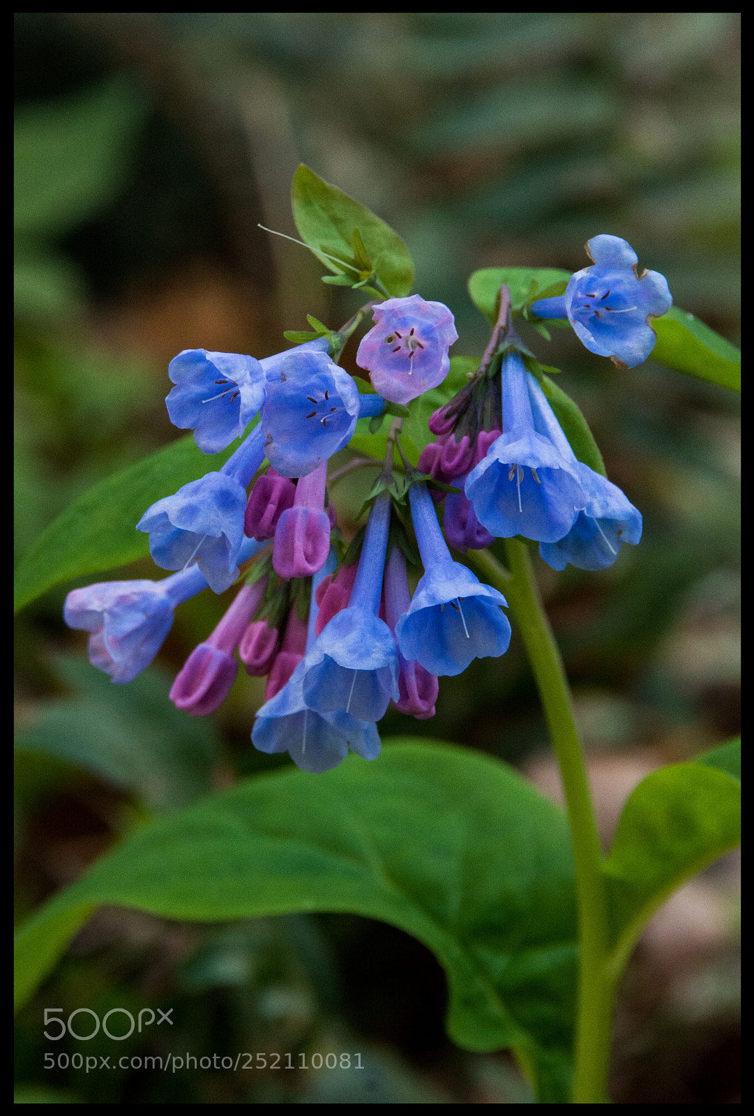Nikon D7100 sample photo. Sipsey bluebells photography