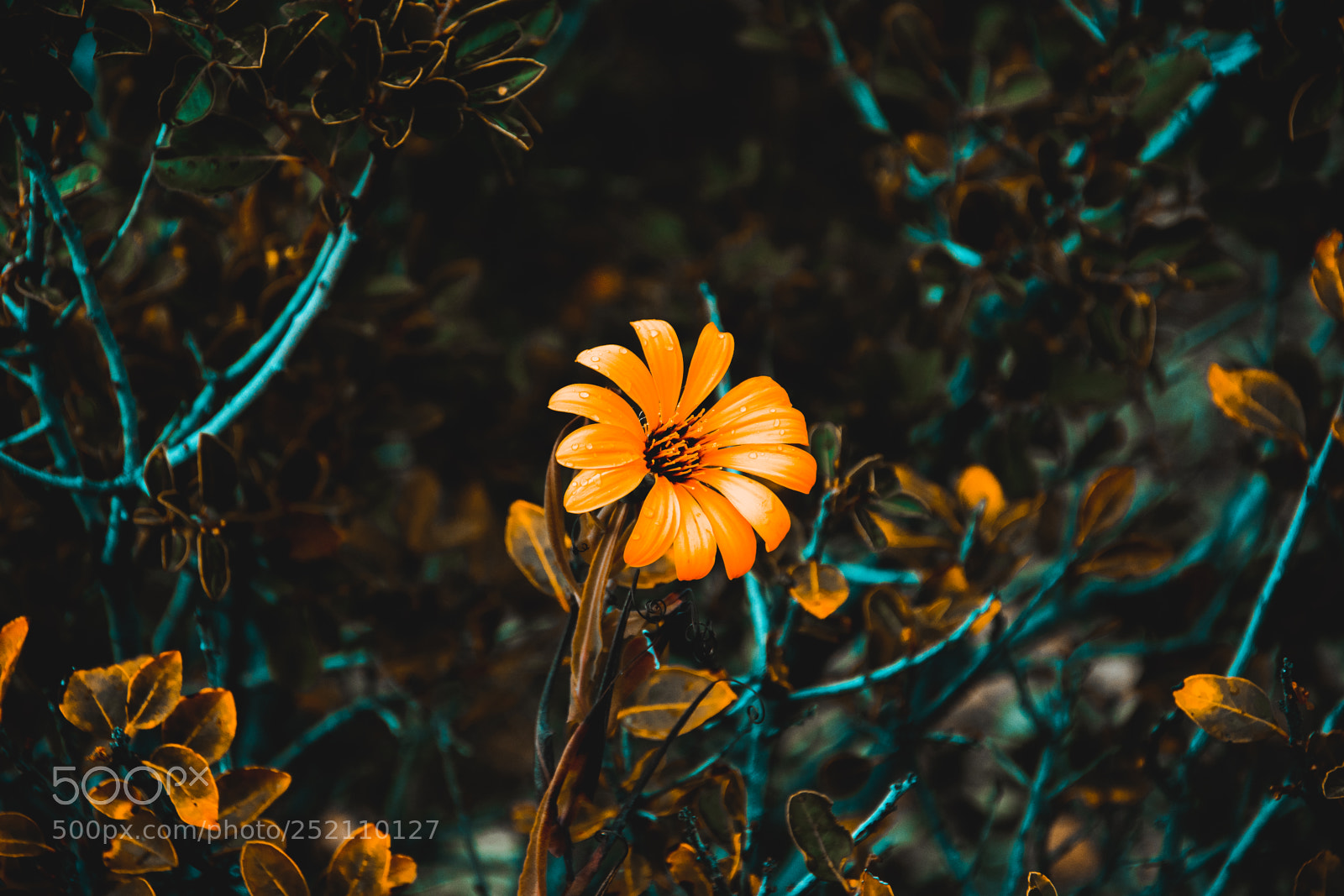 Nikon D3400 sample photo. Orange flower. photography