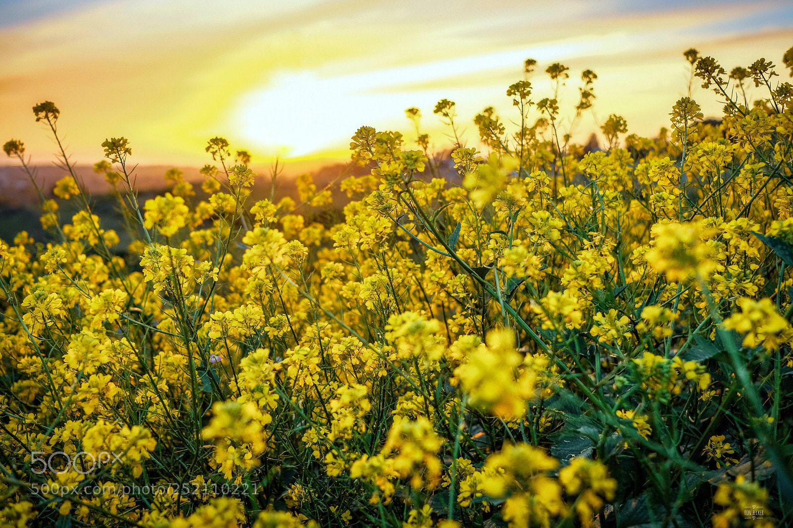 Fujifilm X-T2 sample photo. Sunset through the mustard photography