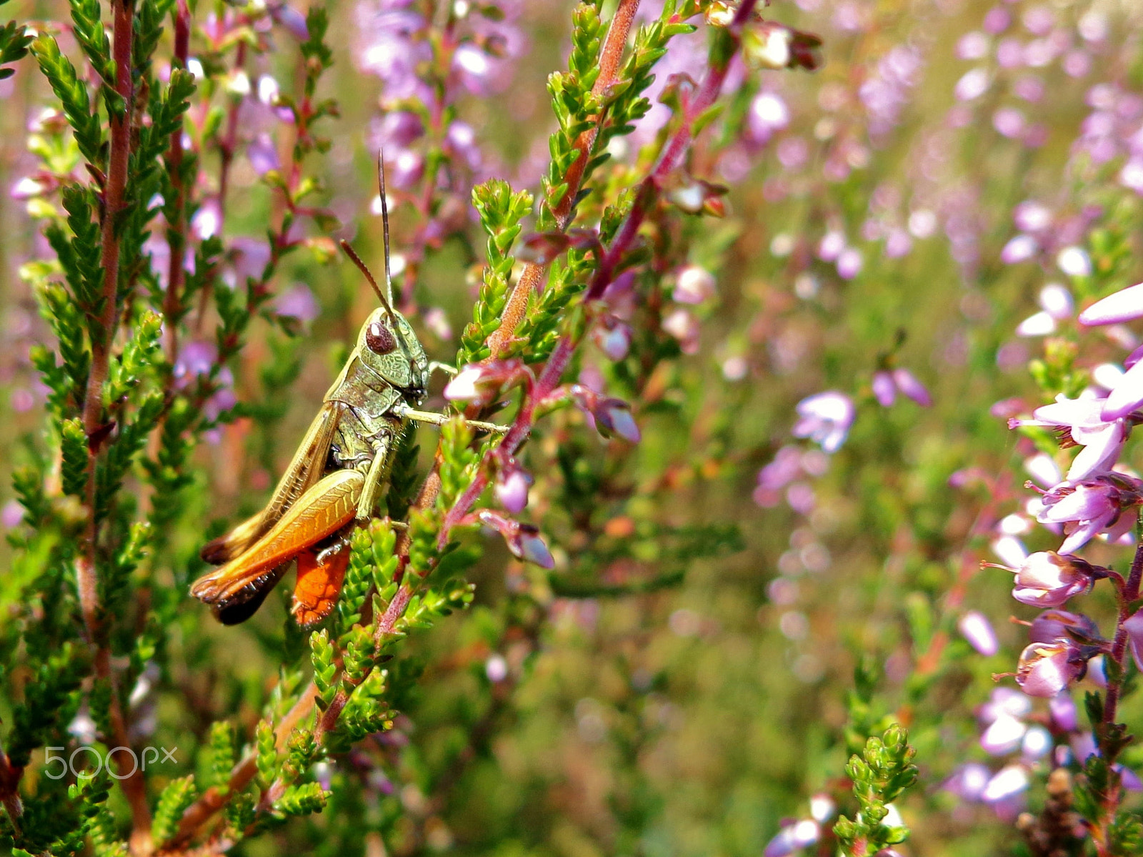 Sony Cyber-shot DSC-W690 sample photo. Grasshopper on calluna photography