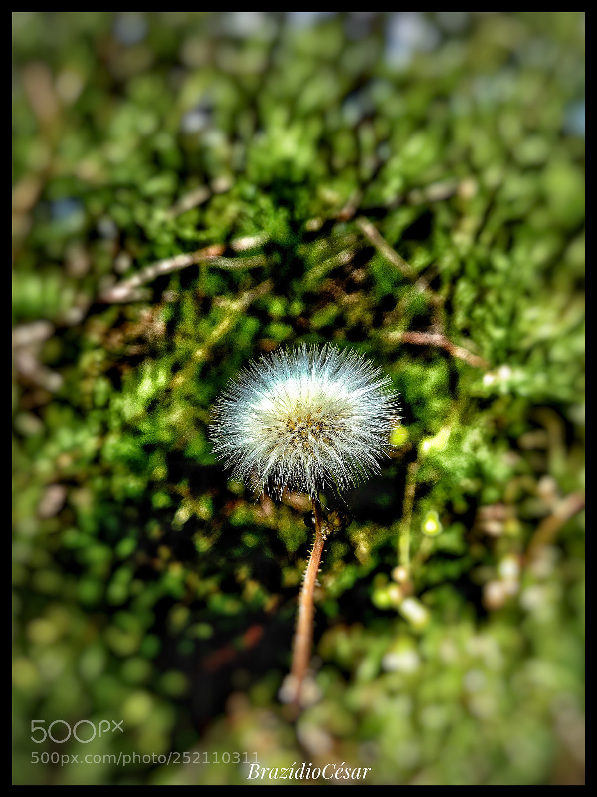 Apple iPhone 6s sample photo. Untitled photography