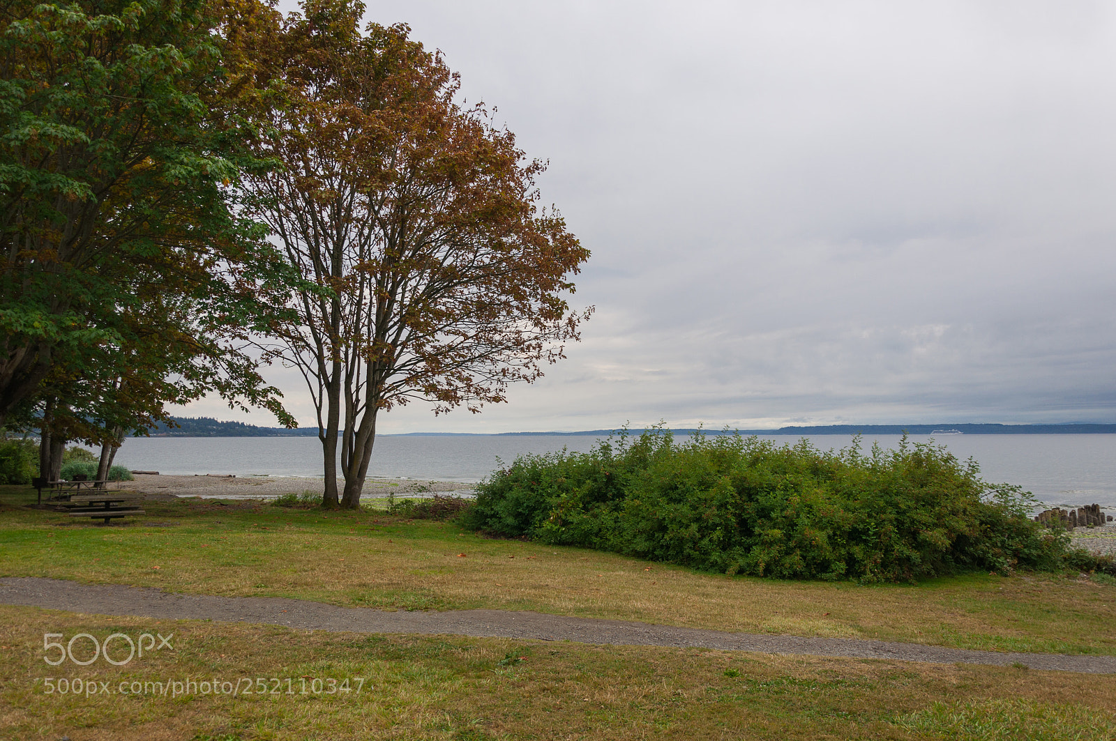 Nikon D90 sample photo. Bush and tree photography