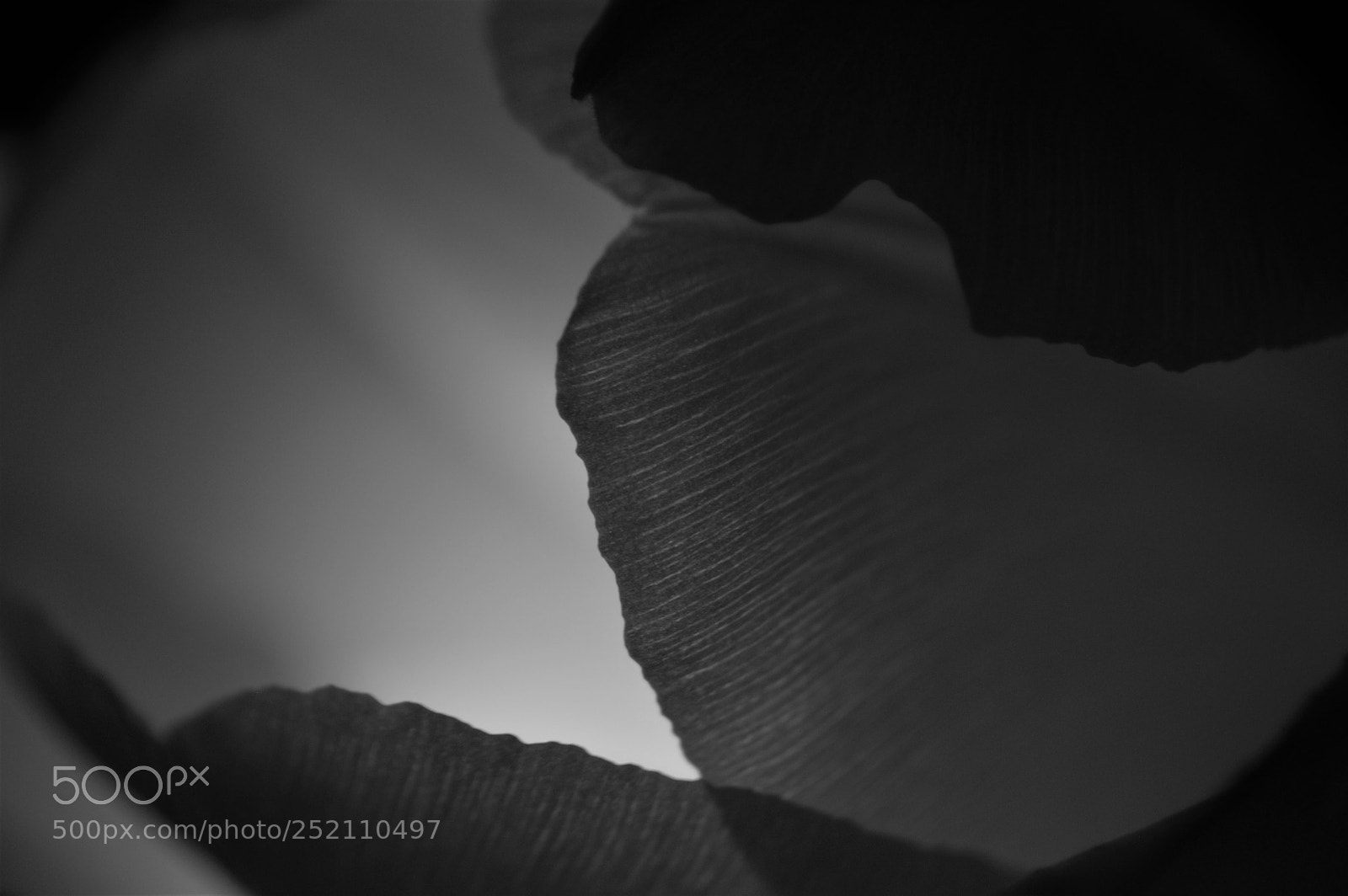 Nikon D3200 sample photo. Tulip in the dark photography