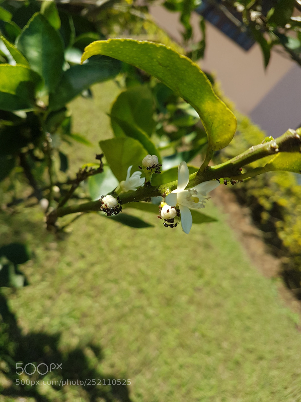 Samsung Galaxy S7 Edge sample photo. Untitled photography