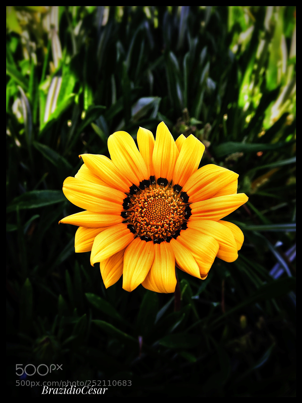 Apple iPhone 6s sample photo. Untitled photography