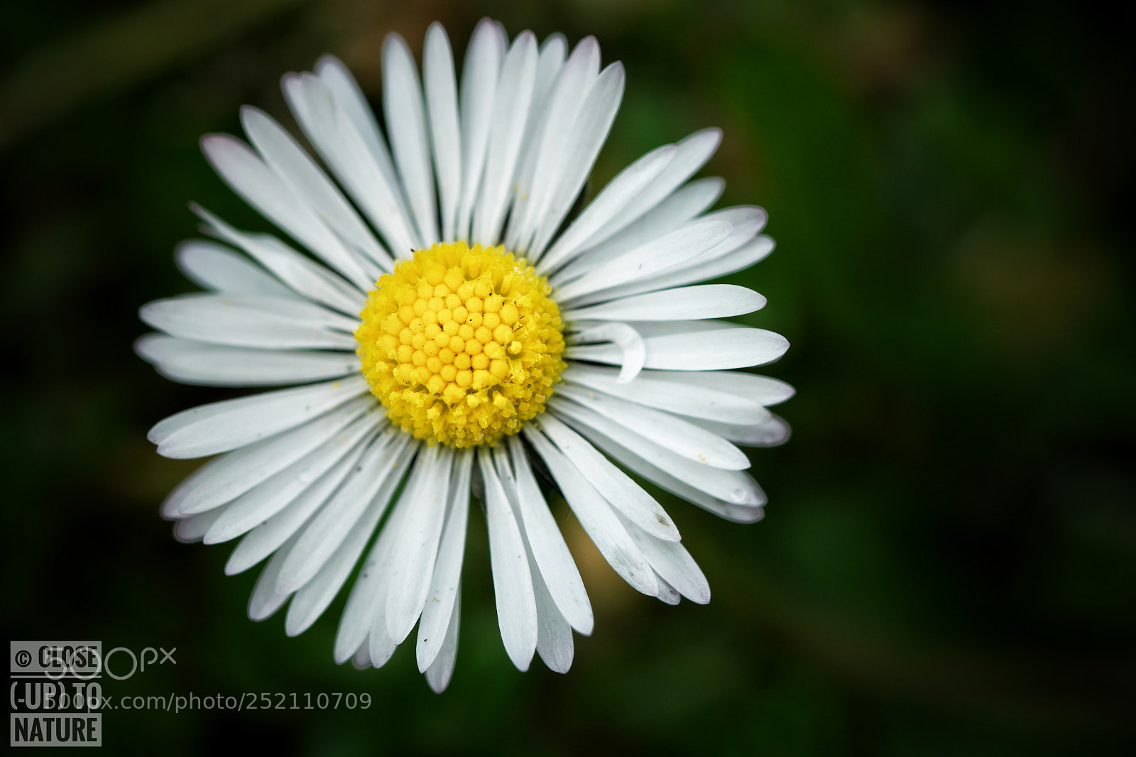 Samsung NX500 sample photo. Bellis perennis photography