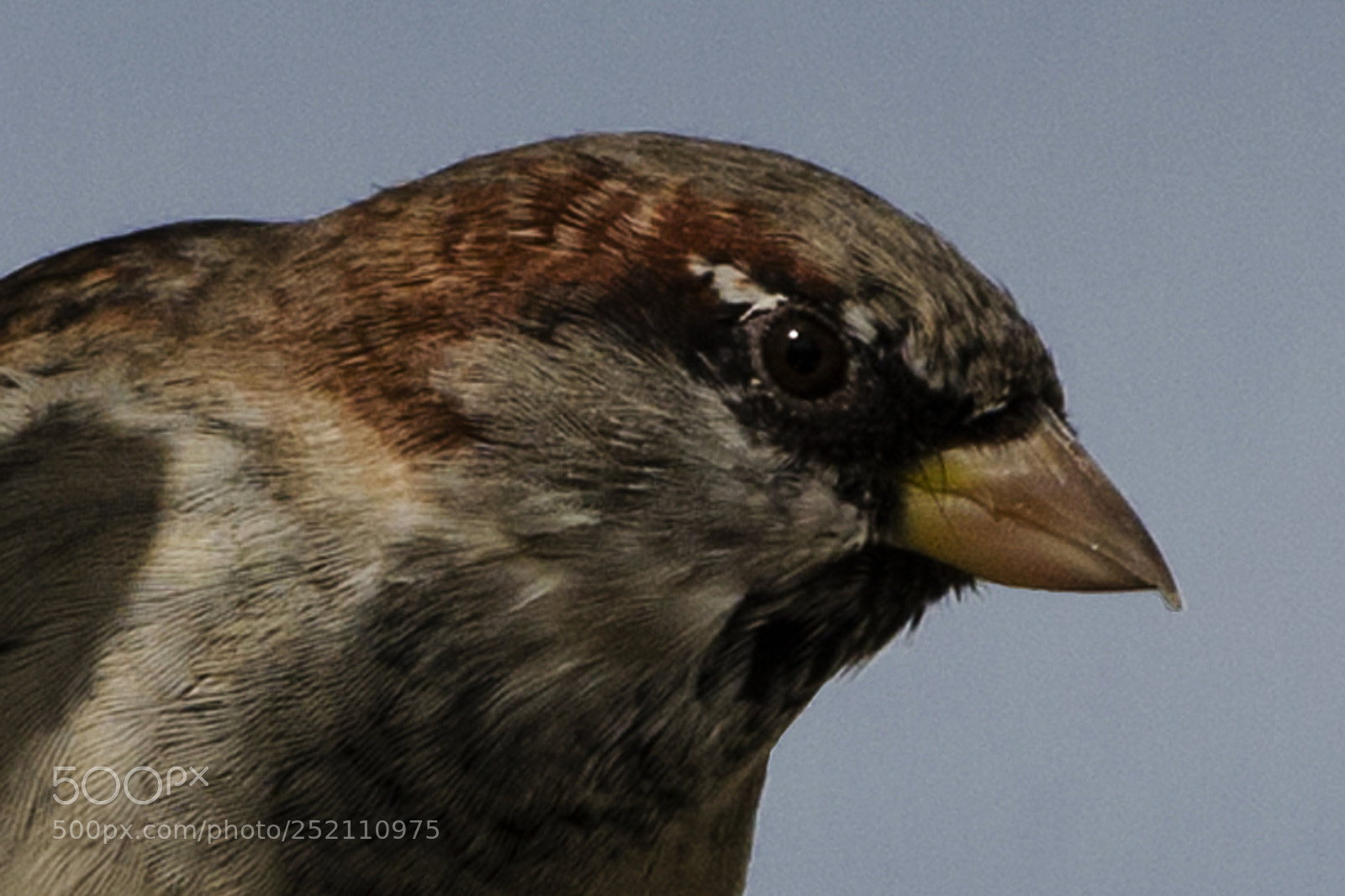 Nikon D7000 sample photo. Watching you... photography