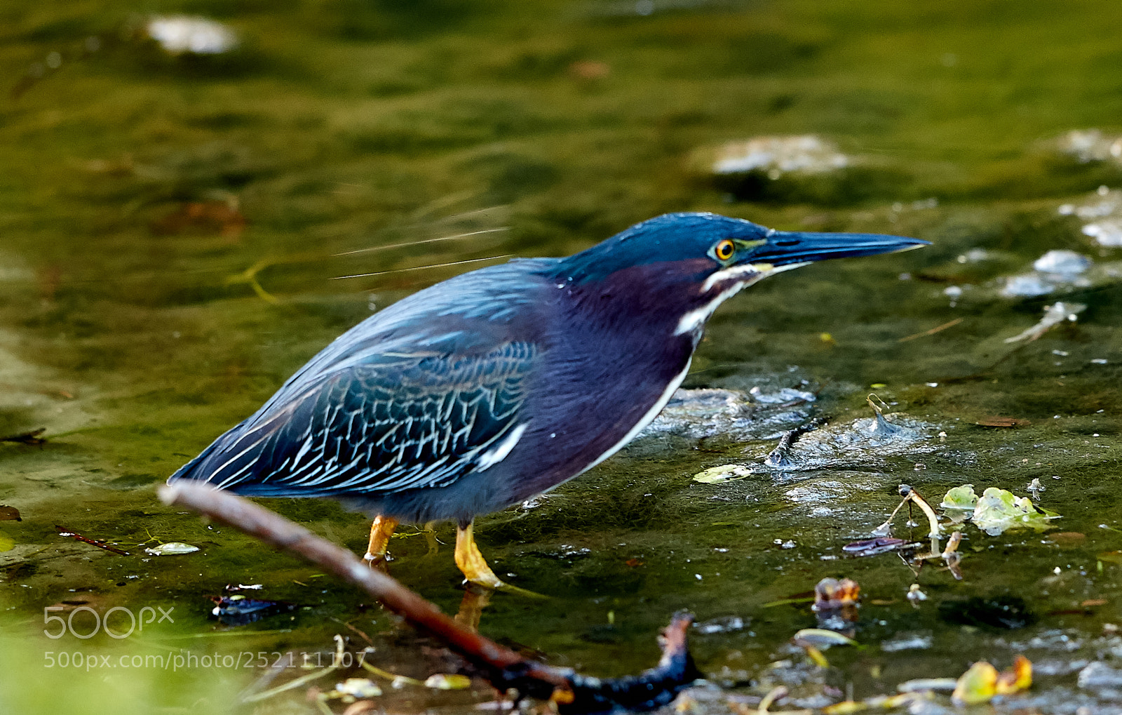 Canon EOS 5DS R sample photo. 04-03-18-0010555.jpg photography