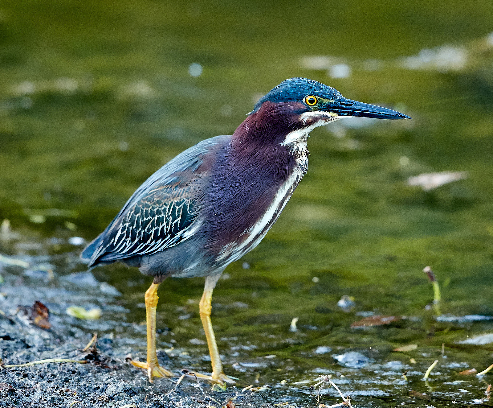 Canon EOS 5DS R sample photo. 04-03-18-0010553.jpg photography