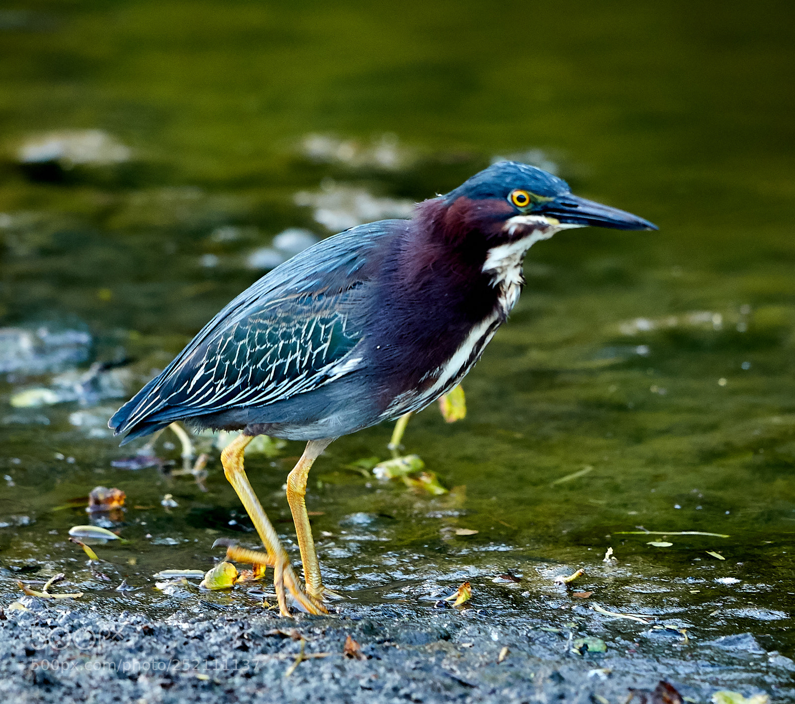 Canon EOS 5DS R sample photo. 04-03-18-0010554.jpg photography