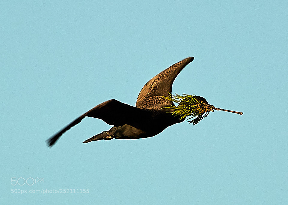 Canon EOS 5DS R sample photo. 04-03-18-0010503.jpg photography