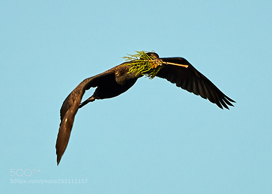 Canon EOS 5DS R sample photo. 04-03-18-0010502.jpg photography